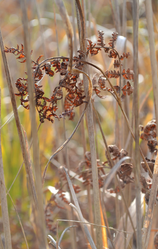 Фотографія Макро / Екатерина Калашникова / photographers.ua