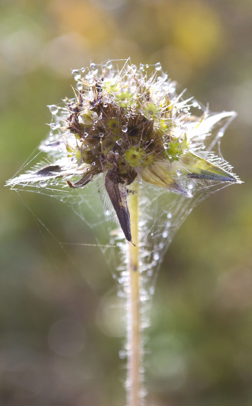 Фотографія Макро / Екатерина Калашникова / photographers.ua