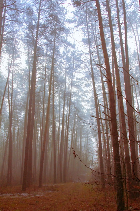 Фотографія в темно-синем лесу / Александр В.C. / photographers.ua