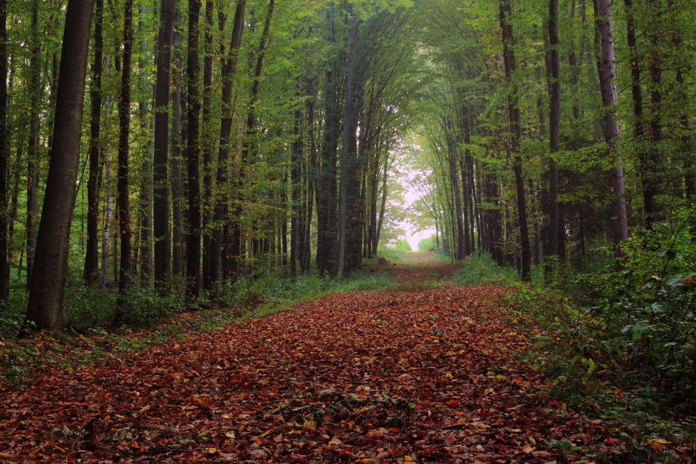 Фотографія туманно-лесное утро / Александр В.C. / photographers.ua