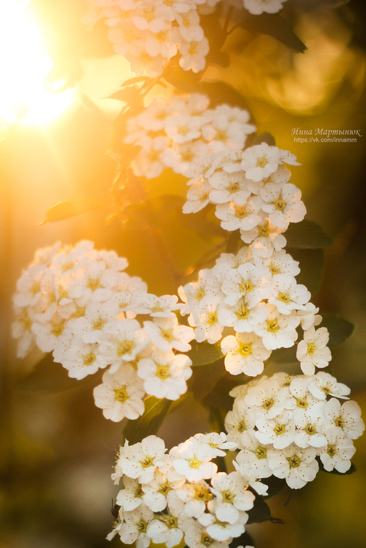 Фотографія Спирея, окутанная в теплых лучах солнца / Инна Мартынюк / photographers.ua