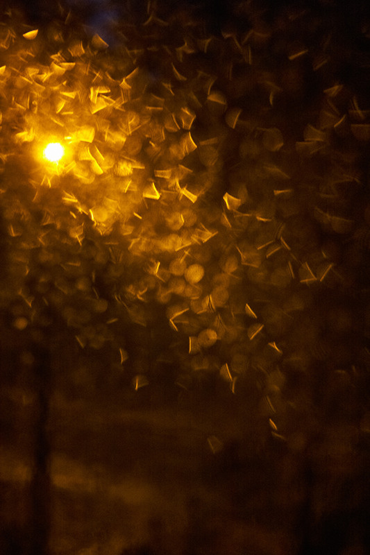 Фотографія Золотые мотыльки / Kuleshin / photographers.ua