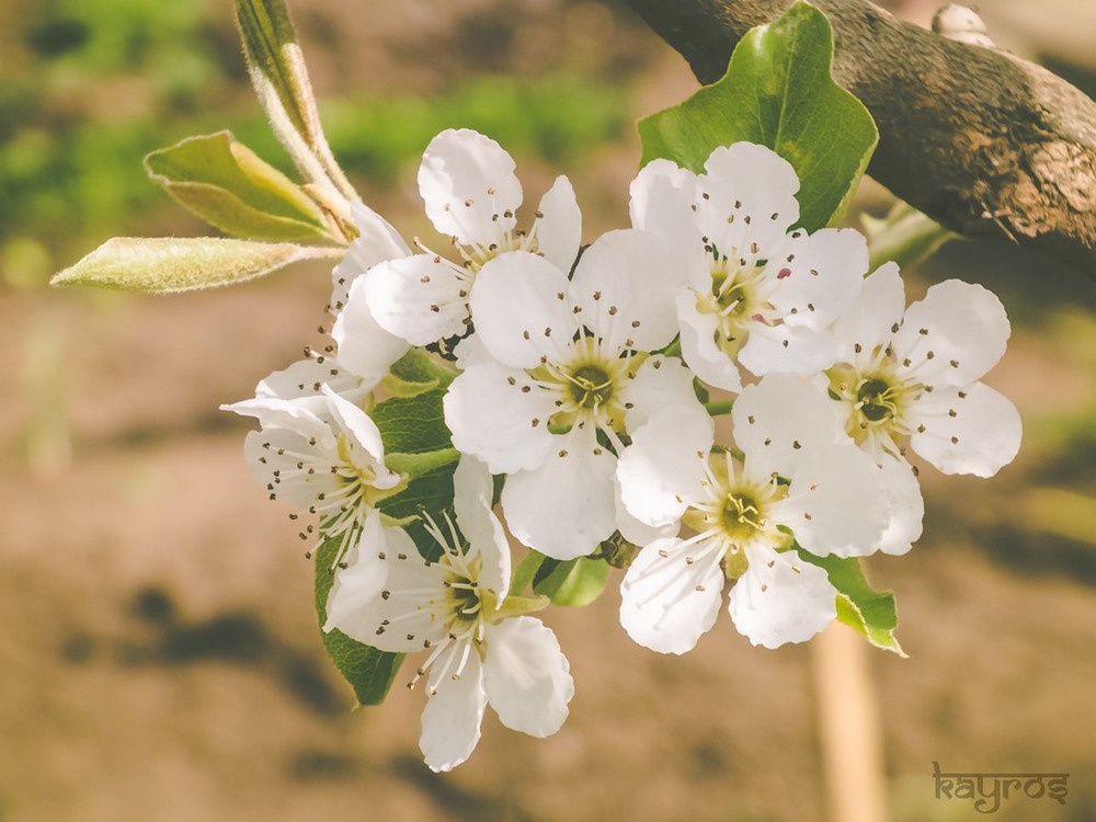 Фотографія Макро / Kayros Dee / photographers.ua