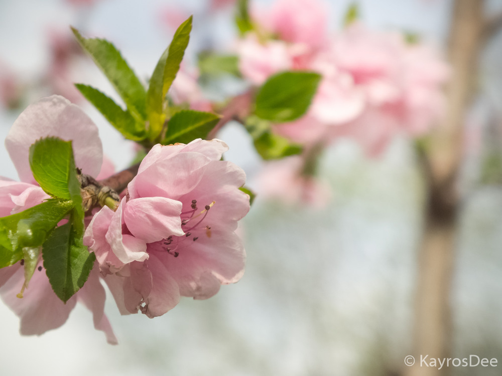 Фотографія Сакура / Kayros Dee / photographers.ua