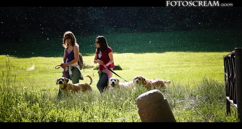 Фотографія "Dogs in Paradise" (Universal Pictures) / Millian Torreto / photographers.ua