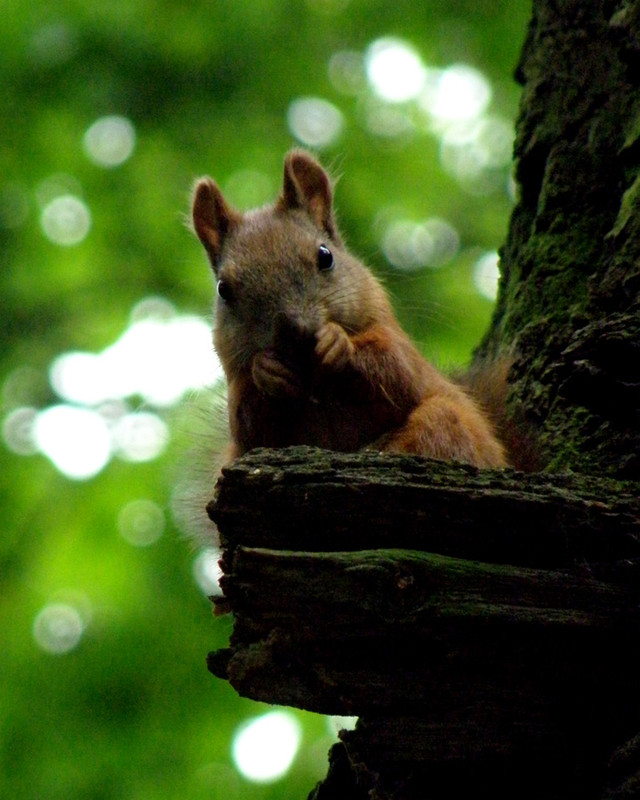 Фотографія Squirrel / AniraM Mac / photographers.ua