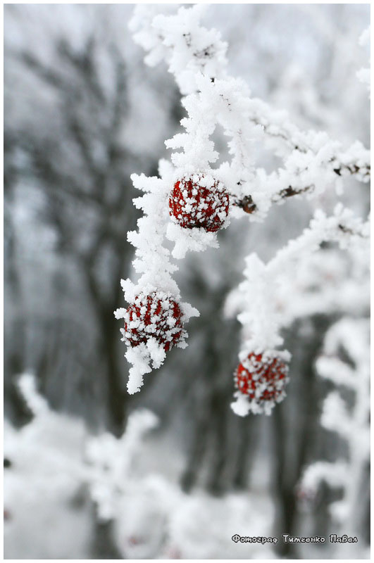 Фотографія Маленьким ягодкам ... зимой / Павел Тимченко / photographers.ua