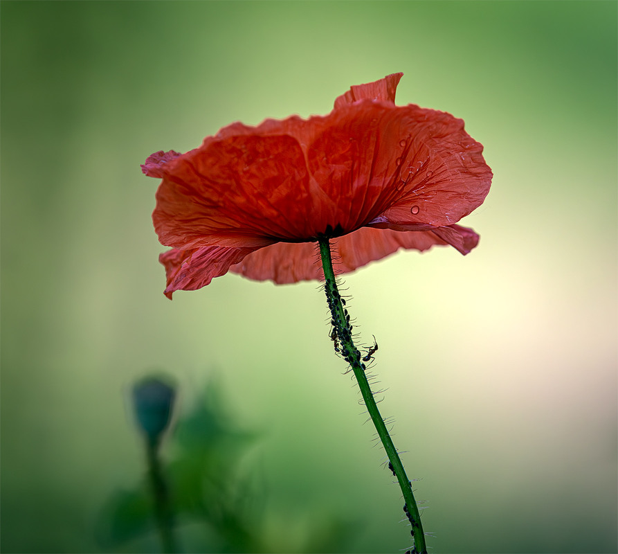 Фотографія Макро / Юрась / photographers.ua