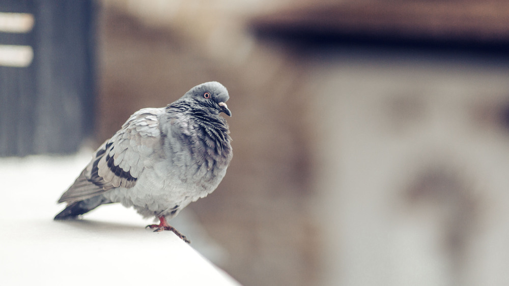 Фотографія *** / Morev Nikolai / photographers.ua