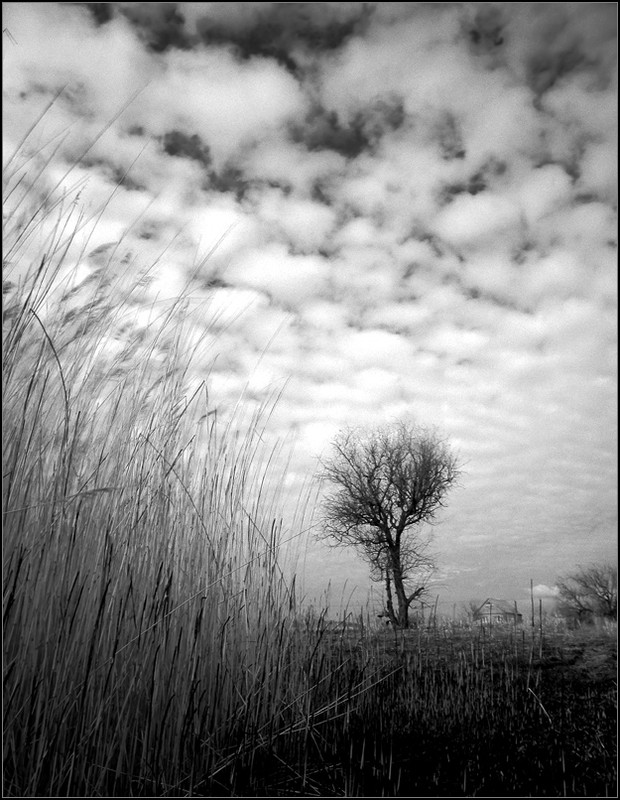 Фотографія Камыш и дерево. / Александр Чумачкин / photographers.ua