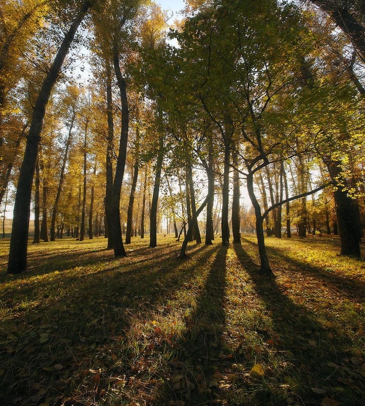 Фотографія Портал в осень... / Александр Чумачкин / photographers.ua