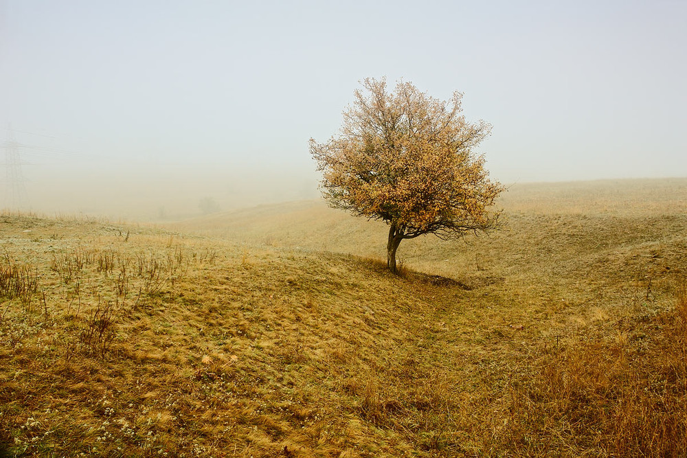 Фотографія Осенняя меланхолия / Александр Чумачкин / photographers.ua