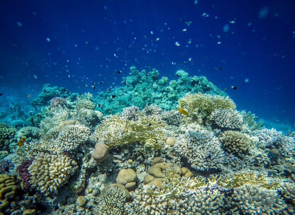 Фотографія Coral life / Богдан Щавинский / photographers.ua