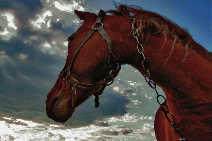 Фотографія Купание красного коня... / Katruk Dvoeglazova / photographers.ua