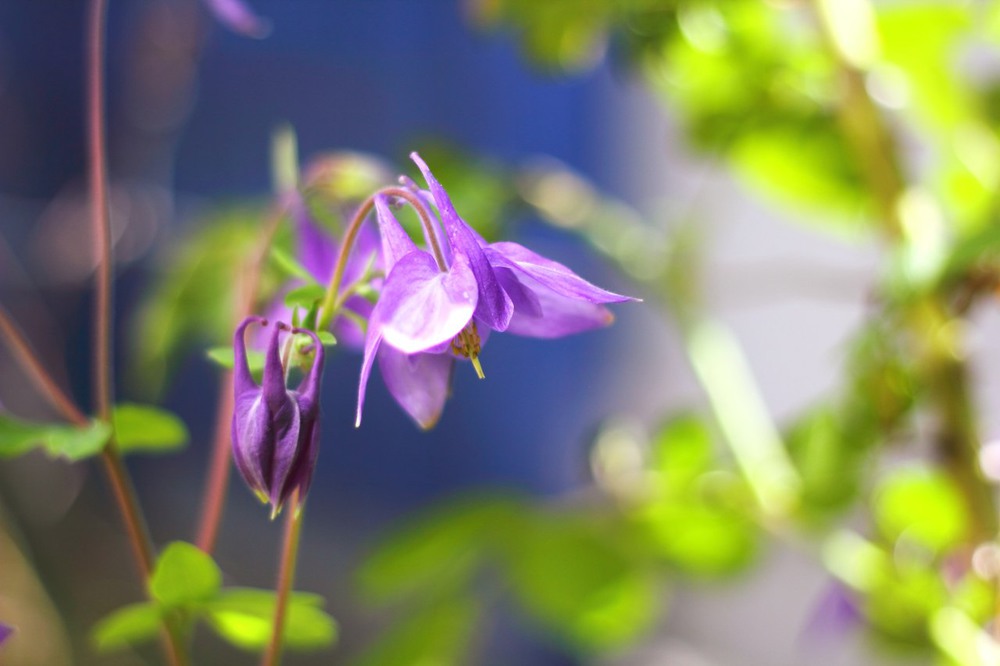 Фотографія Аквилегия / Юлия Ангеловская / photographers.ua