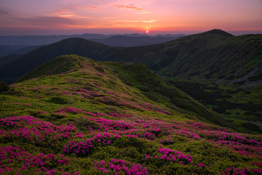 Фотографія Червона Рута / Роман Зинченко / photographers.ua