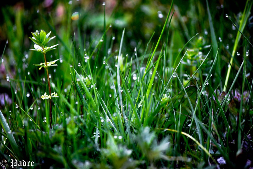 Фотографія утро в Карпатах / Михаил Цымбалюк / photographers.ua