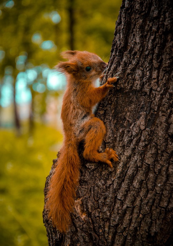 Фотографія Животные / Anna Tyupa / photographers.ua