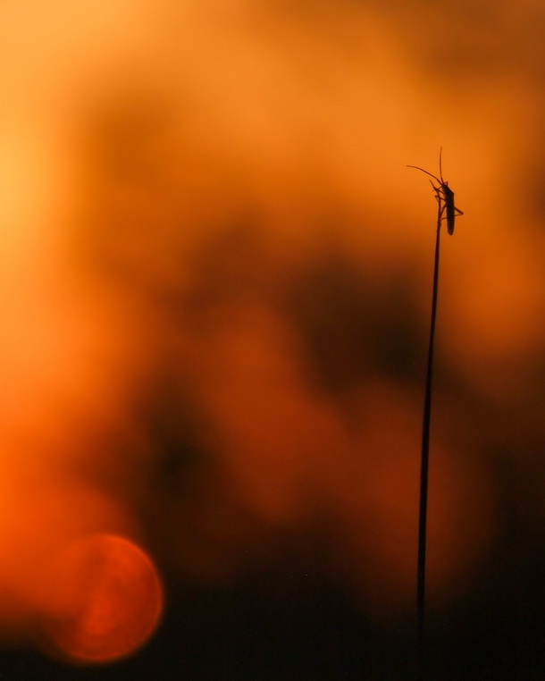 Фотографія Сердце ноет на закате, каким бы прекрасным он ни был / Марина Мищенко / photographers.ua