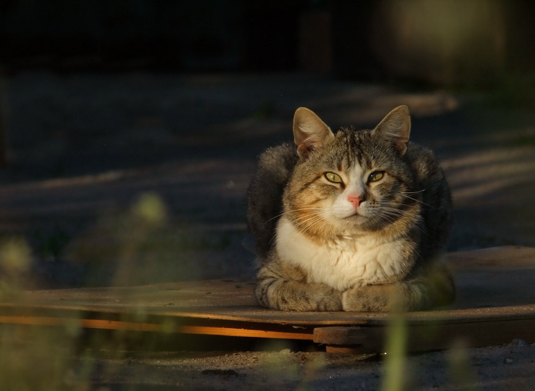 Фотографія Вечерние посиделки / Марина Мищенко / photographers.ua