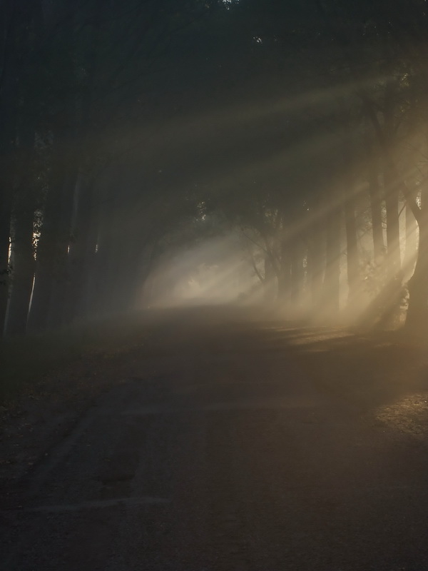 Фотографія Подбирается осень с туманами / Марина Мищенко / photographers.ua