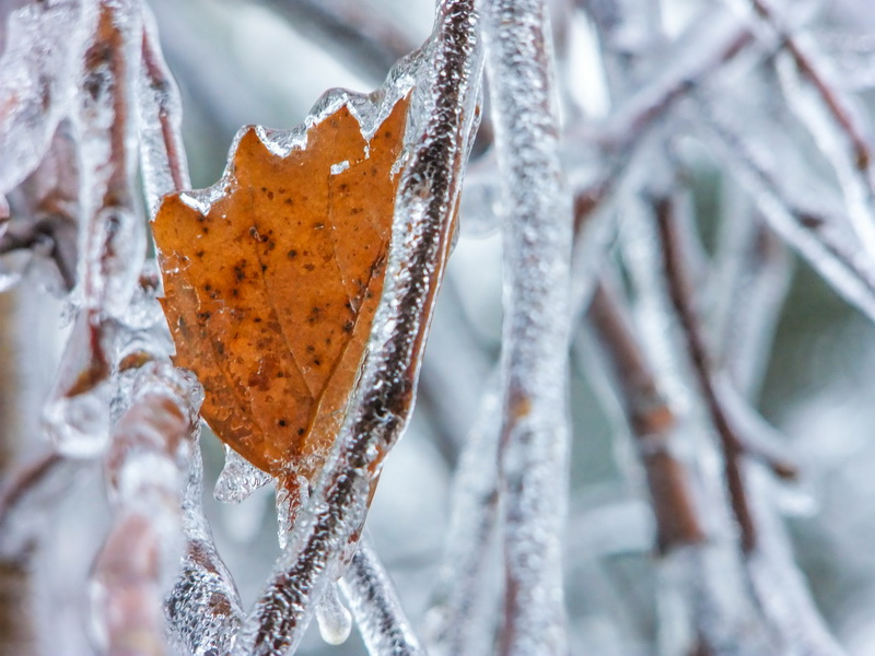 Фотографія На пороге зимы / Марина Мищенко / photographers.ua