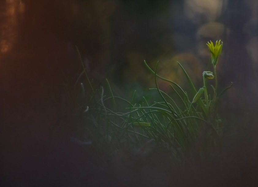 Фотографія Маленькая лилия весны / Марина Мищенко / photographers.ua