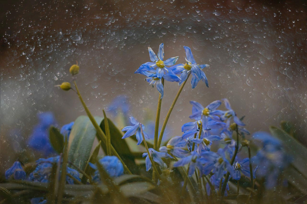 Фотографія Весенние цветы / Анастасия Беседина / photographers.ua