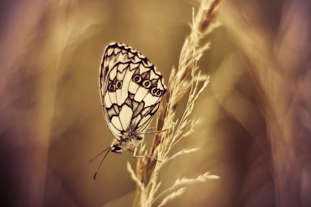 Фотографія Butterfly / Анастасия Беседина / photographers.ua