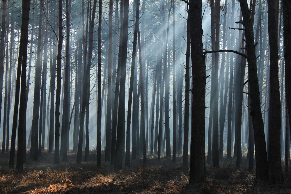 Фотографія Утро в сосновом лесу / Валерий Андрушко / photographers.ua
