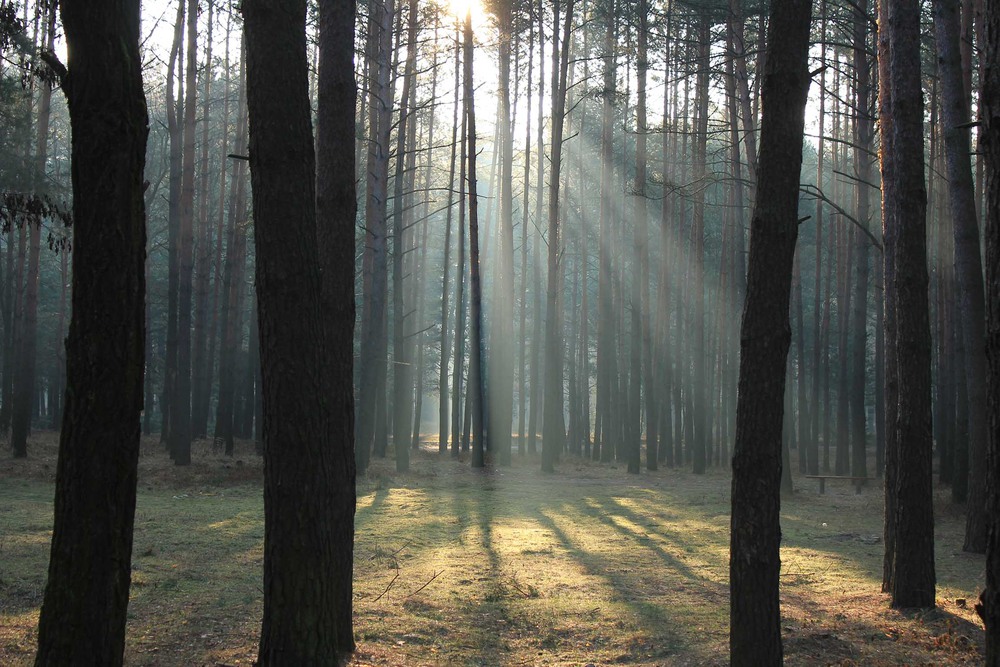 Фотографія Магический лес... / Валерий Андрушко / photographers.ua