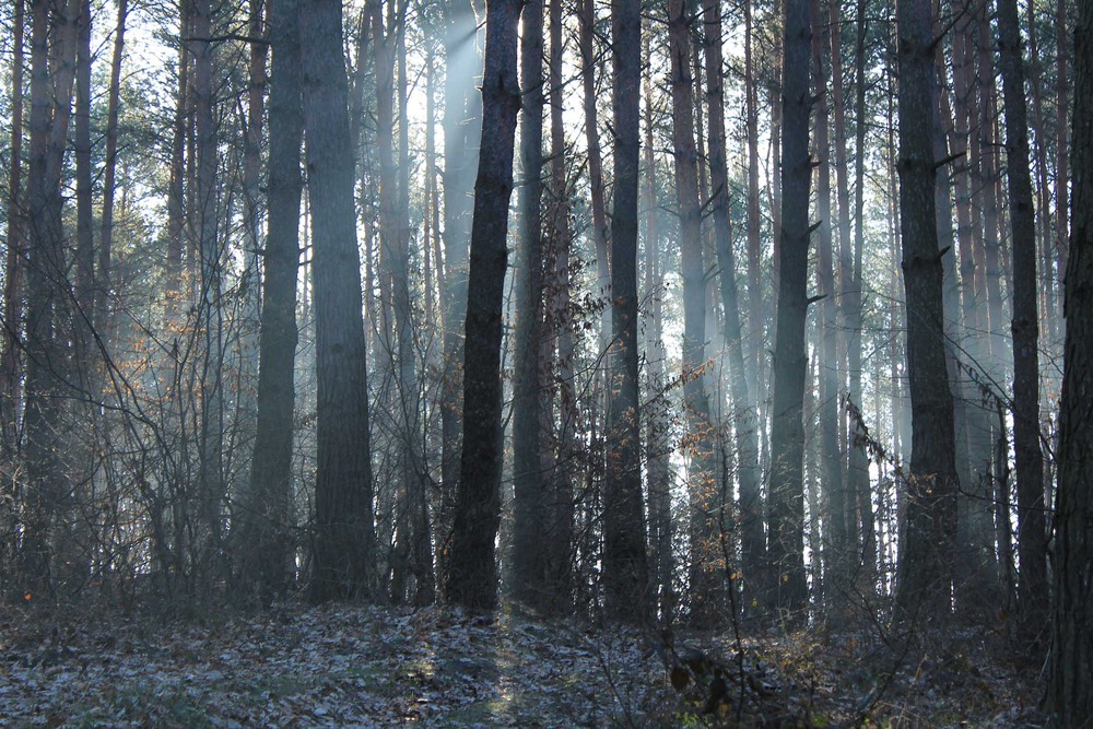 Фотографія Лучик надeжды... / Валерий Андрушко / photographers.ua