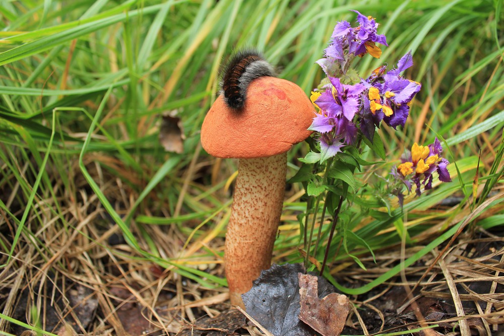 Фотографія V glushi lesa / Валерий Андрушко / photographers.ua