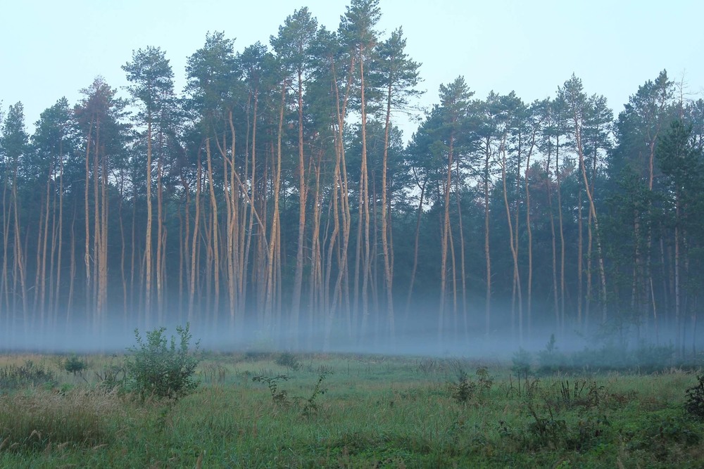 Фотографія Лягли туманы белые над лесом / Валерий Андрушко / photographers.ua