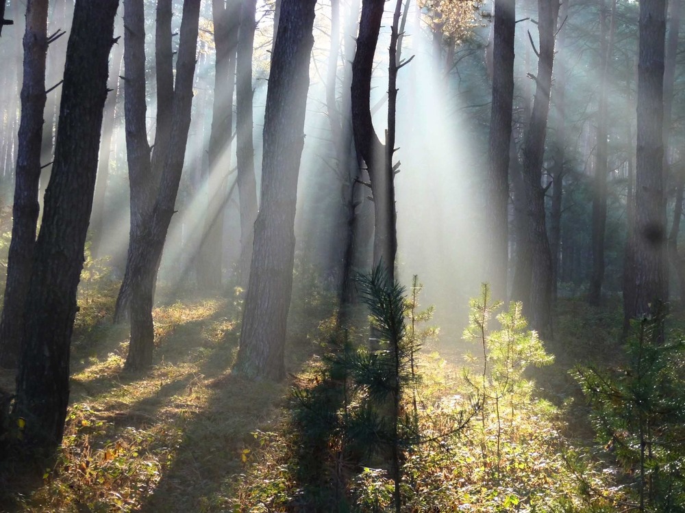 Фотографія У вранiшнiх променях / Валерий Андрушко / photographers.ua