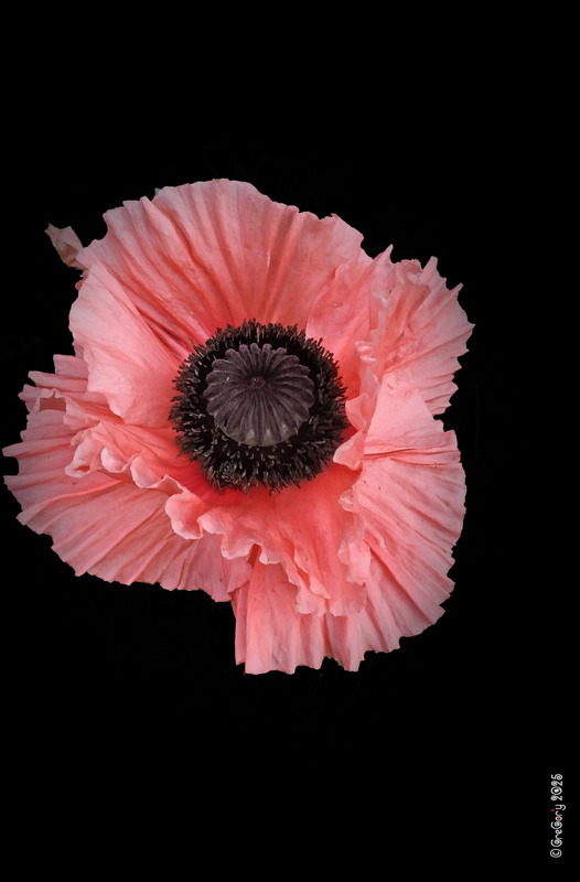 Фотографія КИЄВУ / GreGor'y / photographers.ua