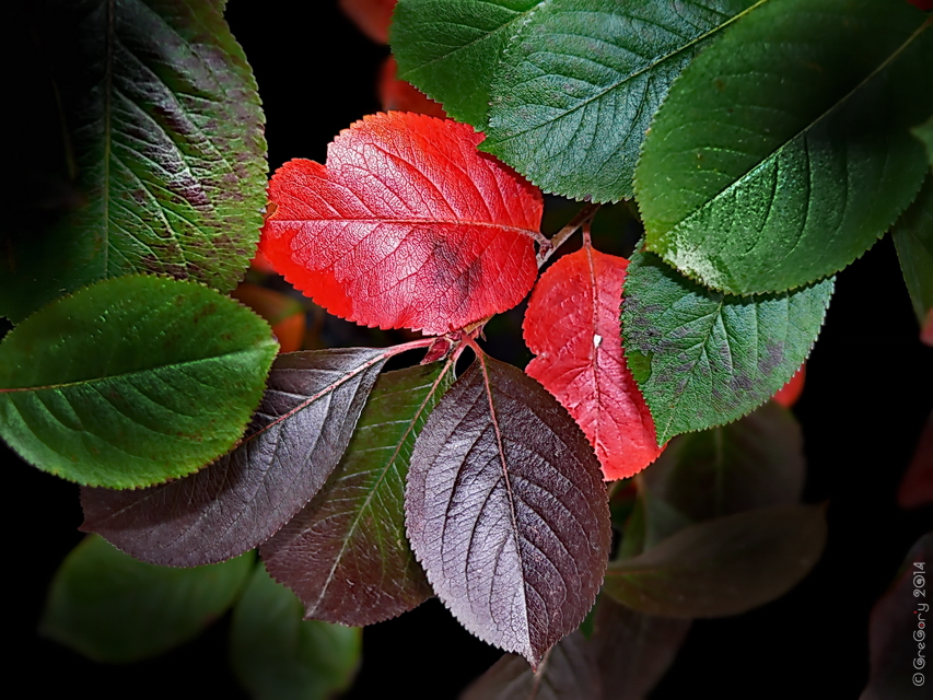 Фотографія Разное / GreGor'y / photographers.ua