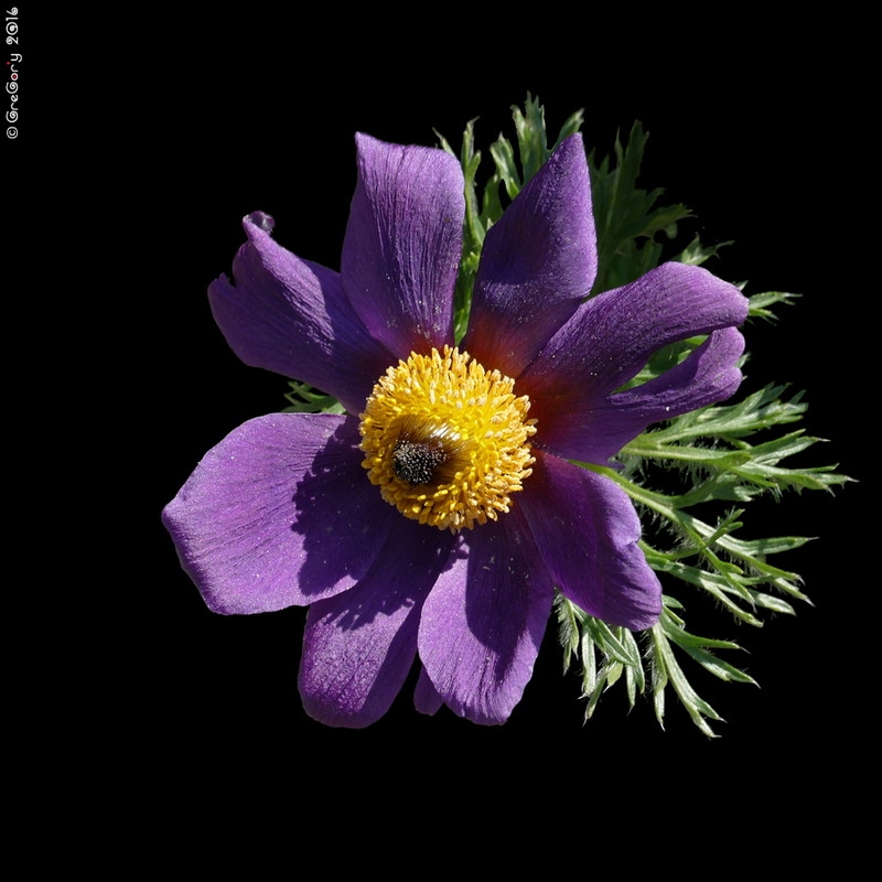 Фотографія Сон чорніючий, Сон-трава чорніюча / Small Pasque Flower / Pulsatilla nigricans / GreGor'y / photographers.ua