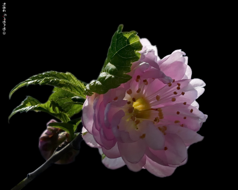 Фотографія Вишня повстиста / Nanking cherry / Prunus tomentosa or Cerasus tomentosa / GreGor'y / photographers.ua