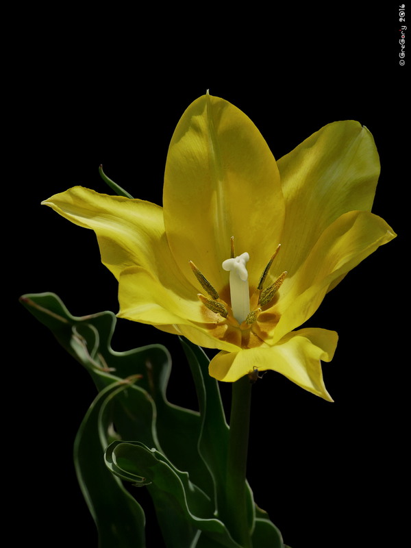 Фотографія Тюльпан / Tulip / Tulipa / GreGor'y / photographers.ua