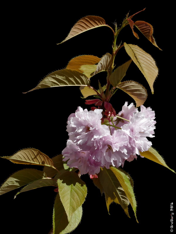 Фотографія Японська вишня або Сакура  / Japanese Cherry or Sakura   / Prunus serrulata / GreGor'y / photographers.ua