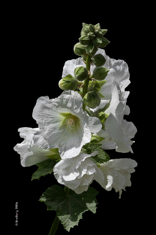 Фотографія Мальва / Malva / GreGor'y / photographers.ua