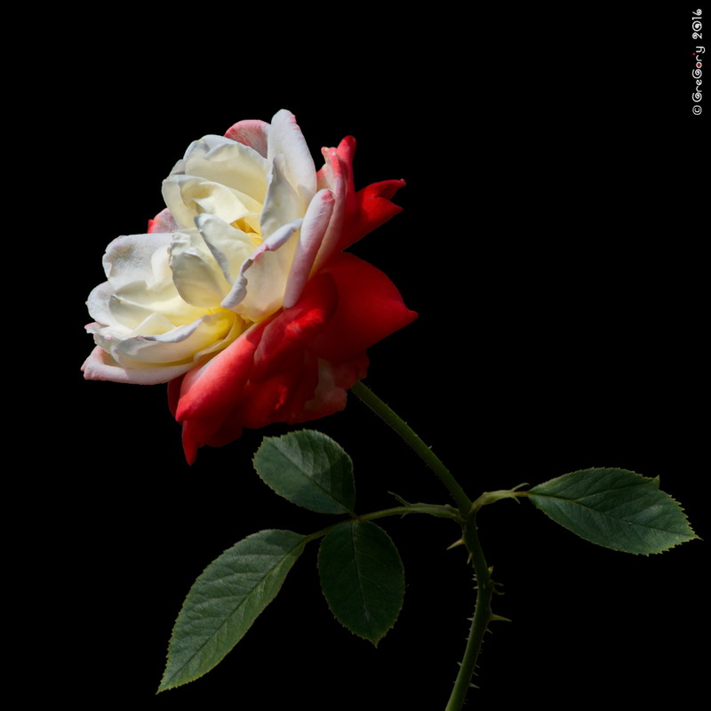 Фотографія Троянда / Rose / Rosa / GreGor'y / photographers.ua