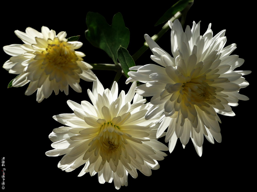Фотографія Хризантема / Mums or Chrysanths / Chrysanthemum / GreGor'y / photographers.ua