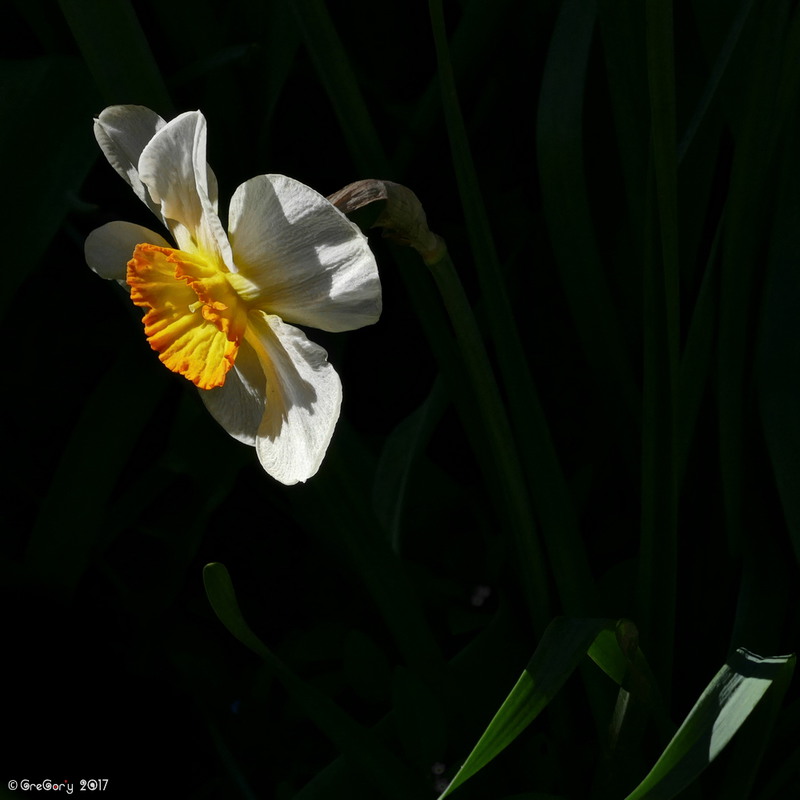 Фотографія Нарцис несправжній / Narcissus pseudonarcissus / GreGor'y / photographers.ua