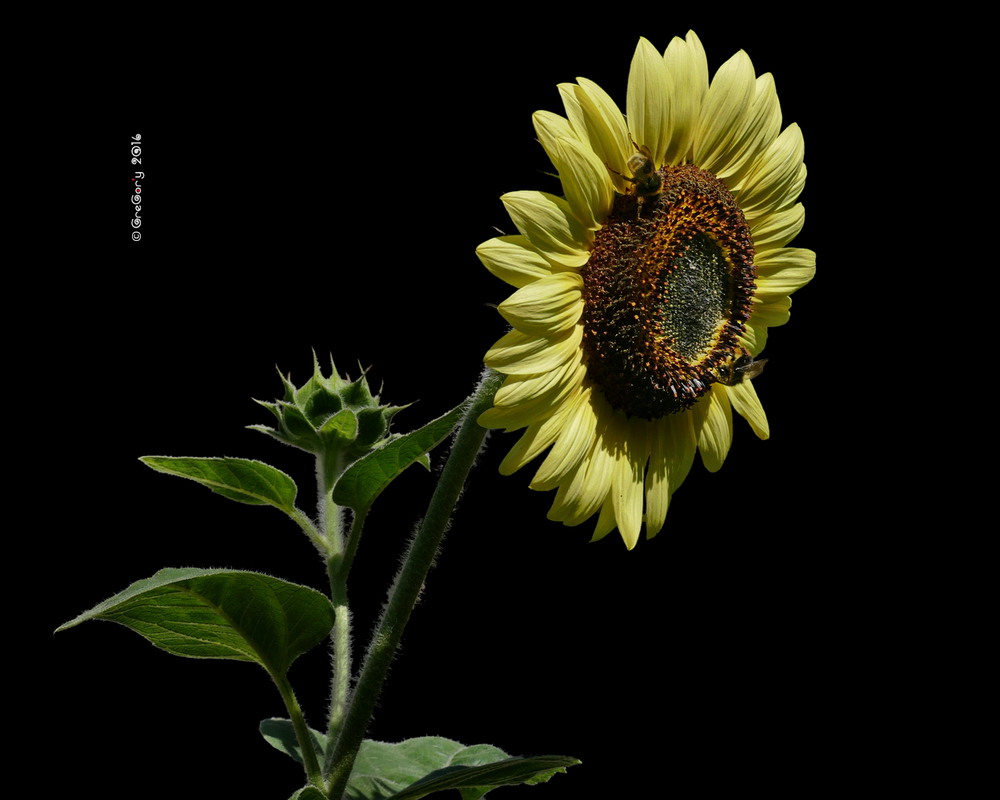 Фотографія Соняшник декоративний / Sunflower / Helianthus / GreGor'y / photographers.ua
