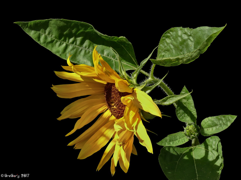 Фотографія Соняшник / Sunflower / Helianthus / GreGor'y / photographers.ua