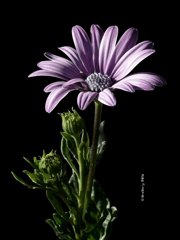 Фотографія Африканська ромашка або Остеоспермум / Osteospermum / GreGor'y / photographers.ua
