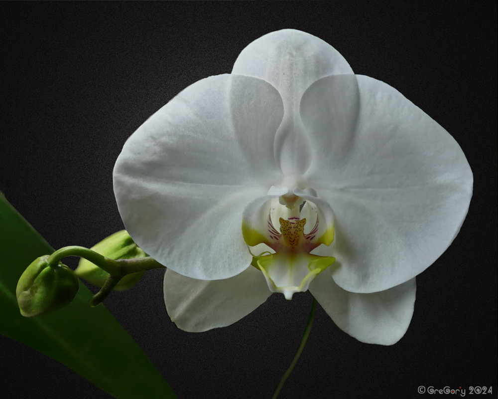 Фотографія Білим по білому / GreGor'y / photographers.ua