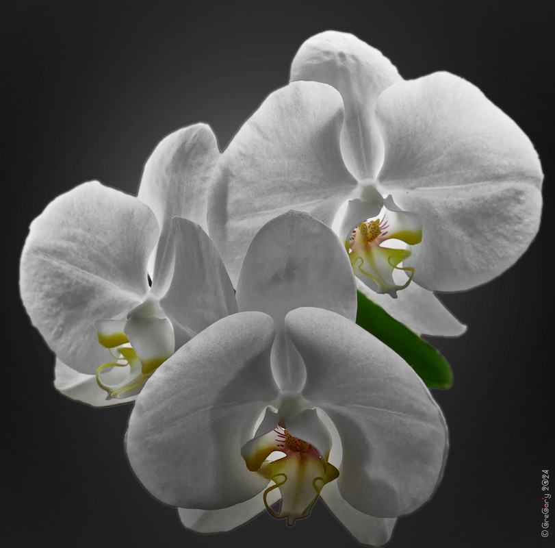 Фотографія контражур / GreGor'y / photographers.ua